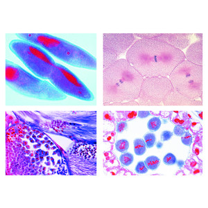 LIEDER Mitosis and Meiosis Set II, 5 selected microscope slides