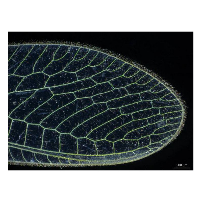 ZEISS Microscópio estéreo zoom Stemi 305, LAB, bino, Greenough, w.d. 110 mm, 10x/23, 0.8x-4.0x